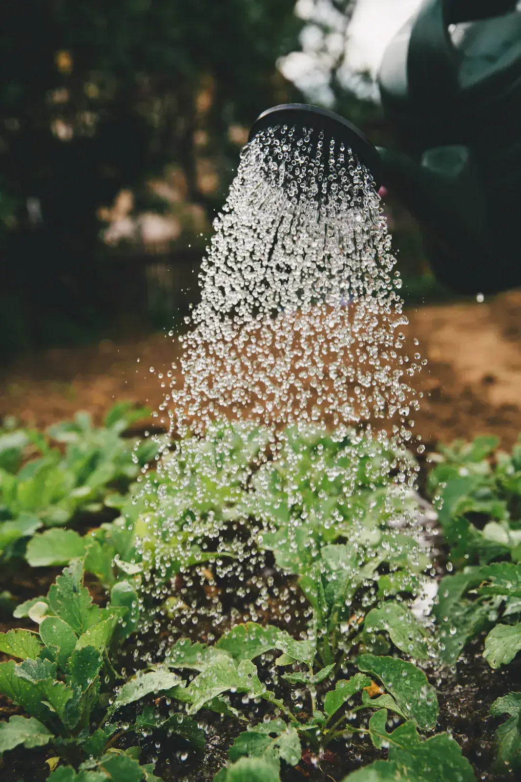 Agriculture